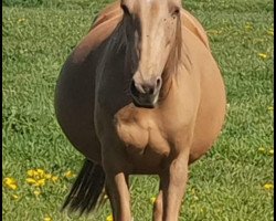 Zuchtstute Golden Colour (Deutsches Reitpony,  , von Hesselteichs A Gorgeous Brown)