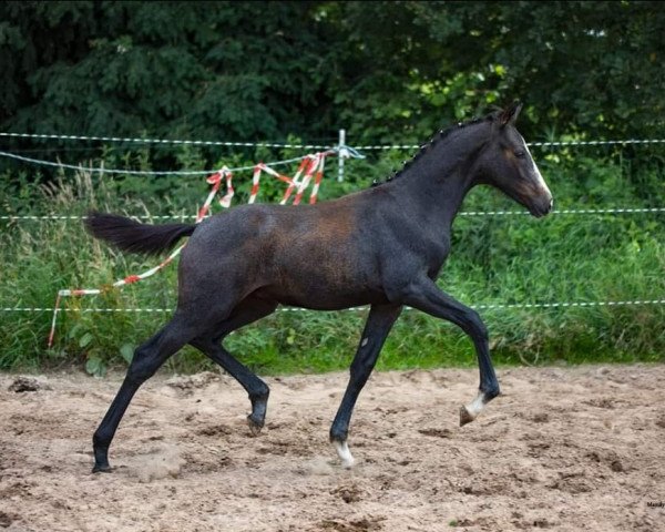 dressage horse Senorita (German Riding Pony, 2020, from Venustas Cool Edition)