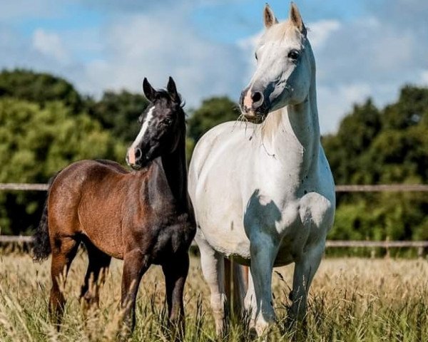 broodmare Norma Jeann (German Riding Pony,  , from Nuts)