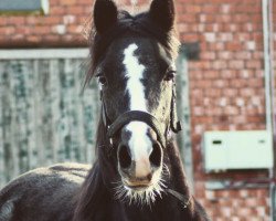 dressage horse Now and Forever (German Riding Pony, 2020, from Venustas Cool Edition)