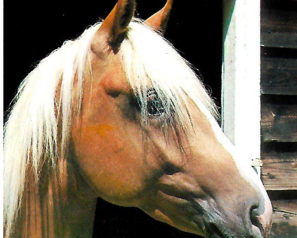 horse FEENZAUBER (Haflinger, 2007, from Walzertraum)