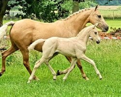 dressage horse Cool Connection (German Riding Pony, 2020, from Venustas Cool Edition)