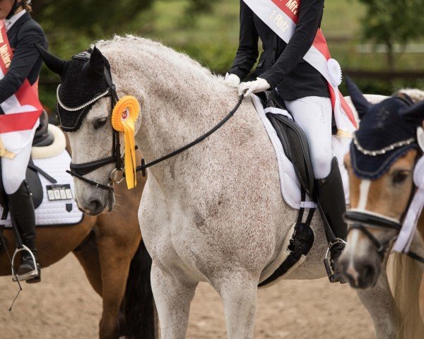dressage horse Cimalaya T (Holsteiner, 2010, from Mighty Magic)