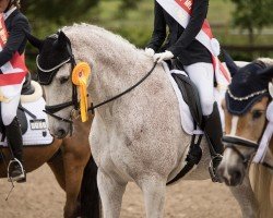 dressage horse Cimalaya T (Holsteiner, 2010, from Mighty Magic)