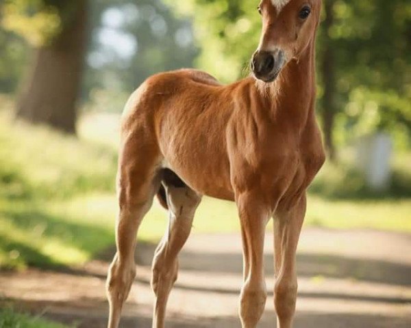 Dressurpferd Cool Spider (Deutsches Reitpony, 2020, von Venustas Cool Edition)