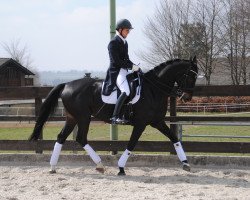 dressage horse Sir Diamant (Westphalian, 2013, from Sorento OLD)