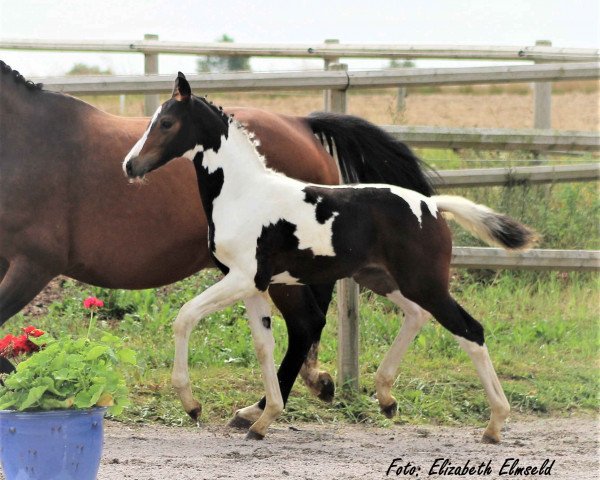 dressage horse Pina Colada af Elestorp (Mecklenburg, 2020, from Sir Statham ML)