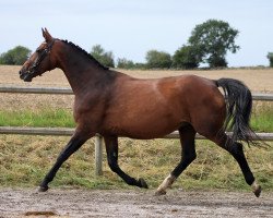 Zuchtstute Patrola (Deutsches Sportpferd, 2004, von Don Pikado)