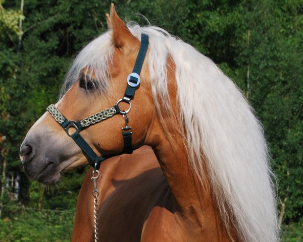 stallion Aventurin (Haflinger, 2003, from Ammersee)