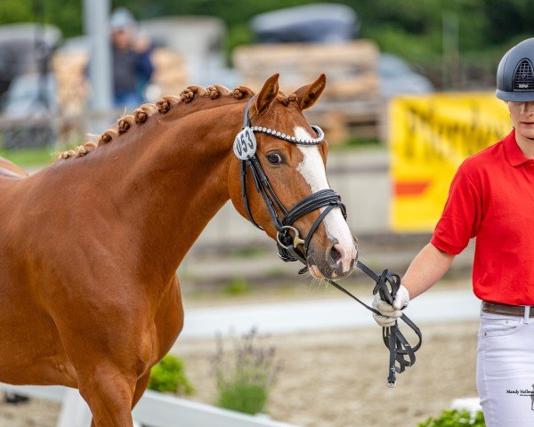 dressage horse Stute von Dallmayr K (German Riding Pony, 2022, from Dallmayr K)