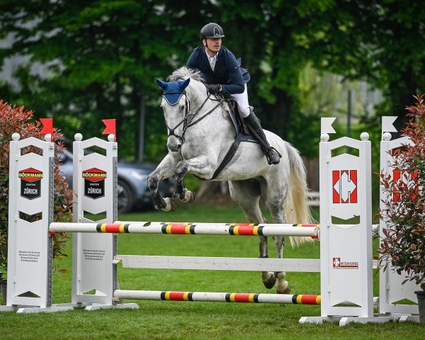 jumper Girl Power 2 (KWPN (Royal Dutch Sporthorse), 2011, from C-Ingmar)