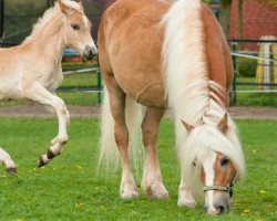 broodmare Urmel (Haflinger, 2007, from Aventurin)