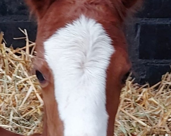 dressage horse Venustas Dyana (German Riding Pony, 2021, from Venustas Cool Edition)