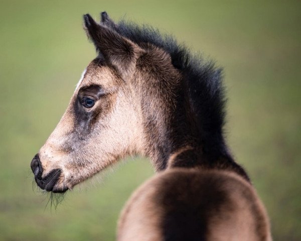 Springpferd Venustas Finesse (Deutsches Reitpony, 2020, von Venustas Cool Edition)