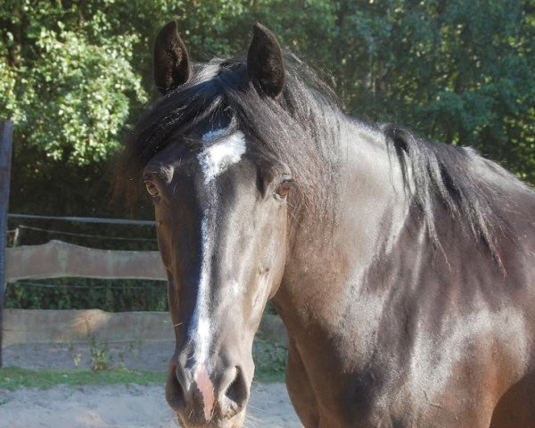 dressage horse Tivoli 52 (German Riding Pony, 2010, from Top Nandilo)
