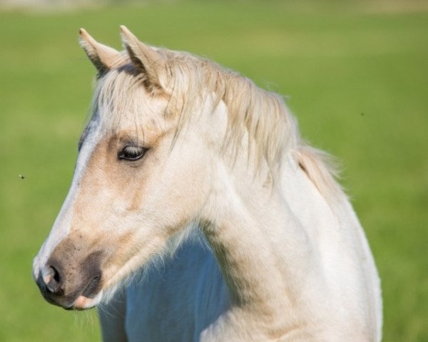 Pferd Venustas Darling Queen (Deutsches Reitpony, 2020, von The Braes My Mobility)