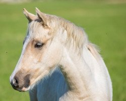 Pferd Venustas Darling Queen (Deutsches Reitpony, 2020, von The Braes My Mobility)