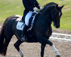 dressage horse Di-Day 2 (Hanoverian, 1997, from Donnerschlag)