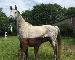 broodmare Zara XXX (Holsteiner, 2007, from Lancer II)