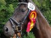 broodmare Sandro Girl 3 (Oldenburg, 2010, from Sandro Hit)