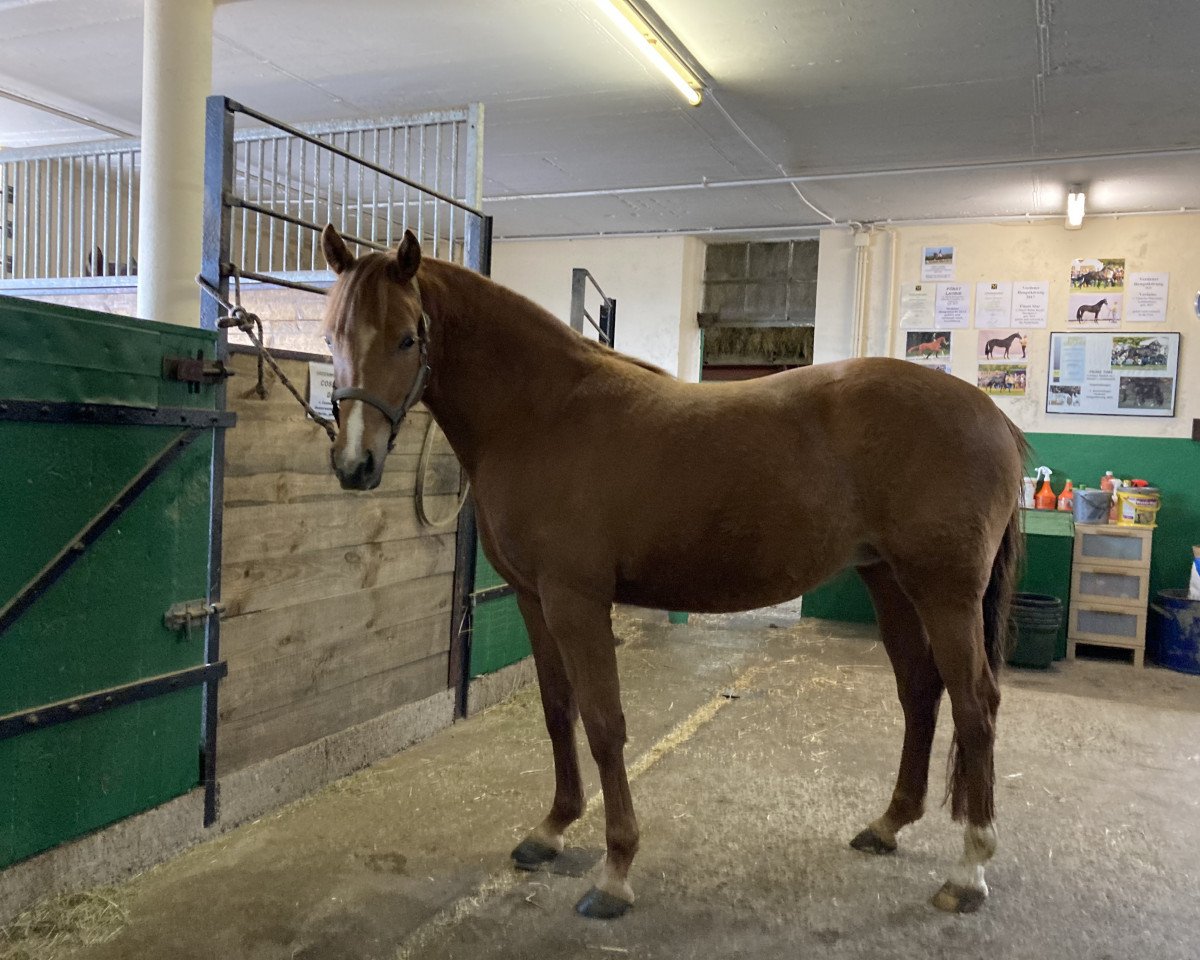 broodmare Greenwood Cosmic DIY (German Riding Pony, 2018, from Cosmopolitan NRW)