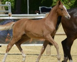 jumper Mystery (German Riding Pony, 2019, from FS Maracaibo)