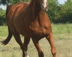 Springpferd Balou's Pleasure (Deutsches Sportpferd, 2008, von Balou's Erbe)