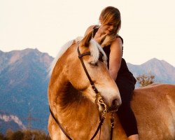 Springpferd Stern (Haflinger, 2009, von Steigenberg (1,57% ox))