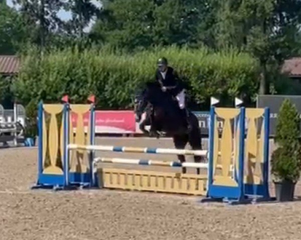 jumper For Royal's only W (Oldenburg show jumper, 2021, from For Planet)