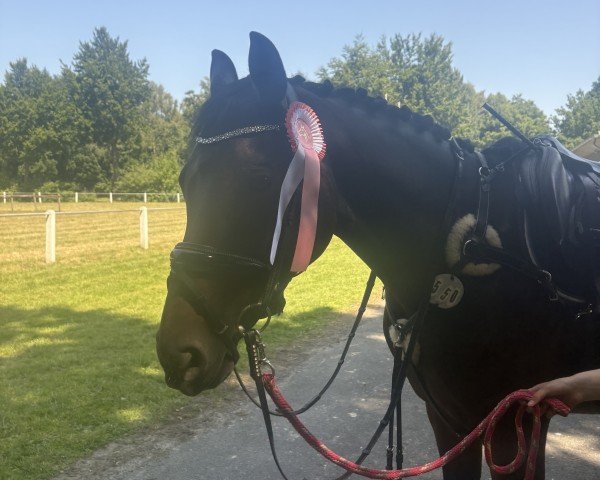 dressage horse Fabina 11 (Westphalian, 2017, from For Dance)