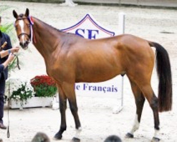 horse Calipsso de l'Illon (Selle Français, 2012, from Quite Easy I)