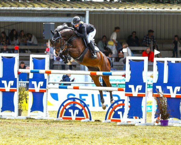jumper Sir Kleinsen (Hanoverian, 2017, from Stolzenberg)