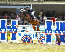 jumper Sir Kleinsen (Hanoverian, 2017, from Stolzenberg)