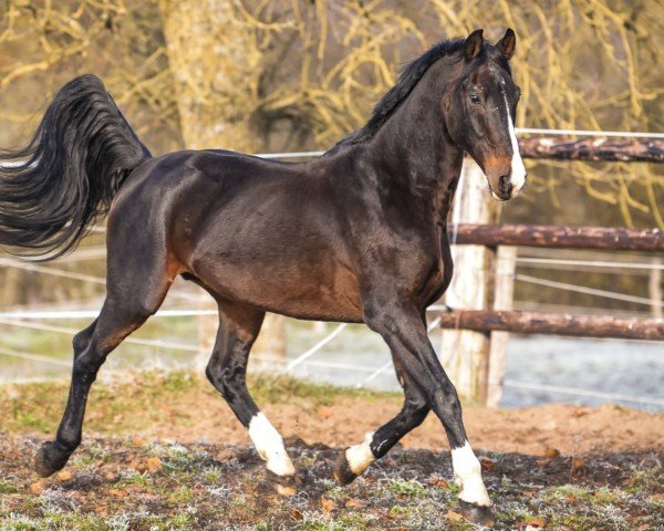 Deckhengst Quannan-R (Belgium Sporthorse, 2000, von Kannan)