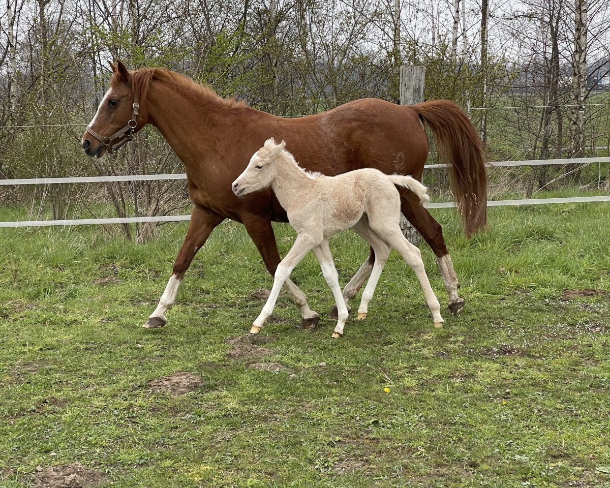 Zuchtstute The last of New Star (Deutsches Reitpony, 1997, von New Star)
