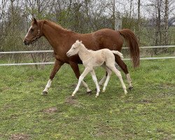 Zuchtstute The last of New Star (Deutsches Reitpony, 1997, von New Star)