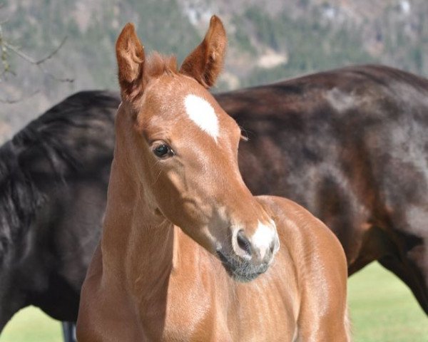 dressage horse HF. v. Vivino (Austrian Warmblood, 2021, from Vivino)