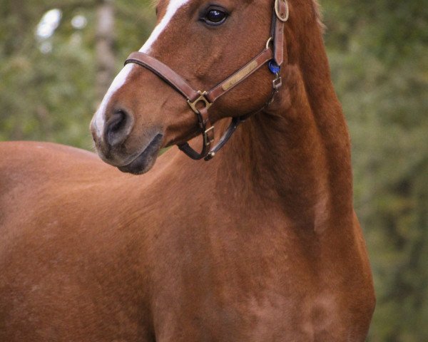 Pferd Sander (Welsh Partbred, 2001, von Kielshoop Honeydas 3 WPB)