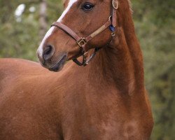 horse Sander (Welsh Partbred, 2001, from Kielshoop Honeydas 3 WPB)