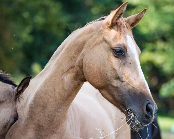 broodmare Toffee (German Riding Pony, 2012, from Hilkens Dance Forever)