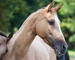 Zuchtstute Toffee (Deutsches Reitpony, 2012, von Hilkens Dance Forever)