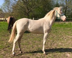 dressage horse Venustas White Pearl (German Riding Pony,  , from Da Silva AT)