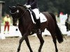 dressage horse Alma Lee (Rhinelander, 2010, from Alvarino 2)