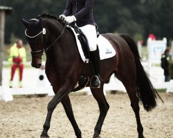 dressage horse Alma Lee (Rhinelander, 2010, from Alvarino 2)