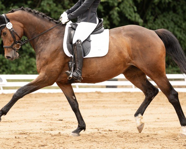 broodmare Rock my Heart 8 (German Sport Horse, 2015, from Rock Amour)