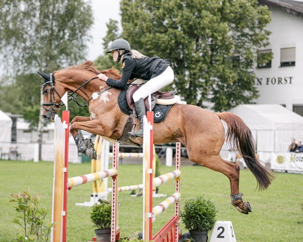jumper Dagostino 14 (Oldenburg, 2011, from Daddy Cool)