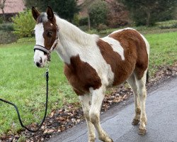 Pferd Mylo (Paint Horse, 2020, von Miracle Zippo Paint)