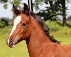 broodmare Leticia Camparo (Hanoverian, 2016, from Qualito)