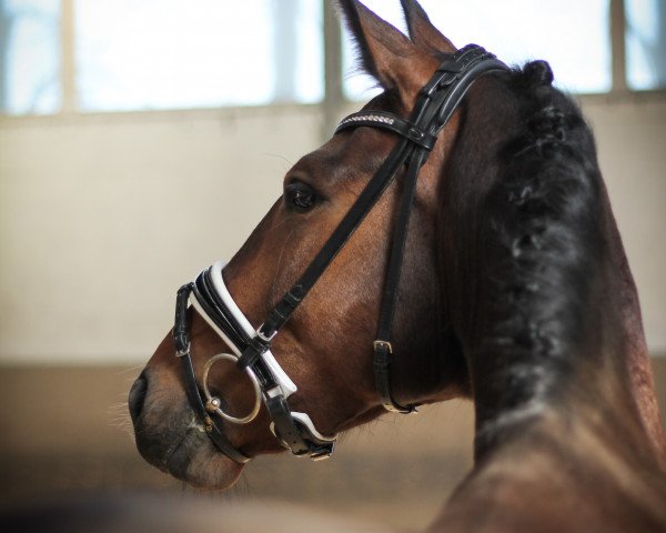 dressage horse Akira (Westphalian, 2016, from Apollon)