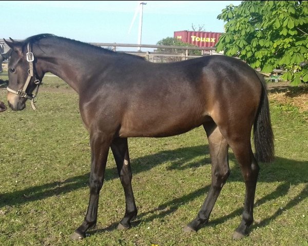 dressage horse Rubia (German Riding Pony, 2019, from Venustas Cool Edition)